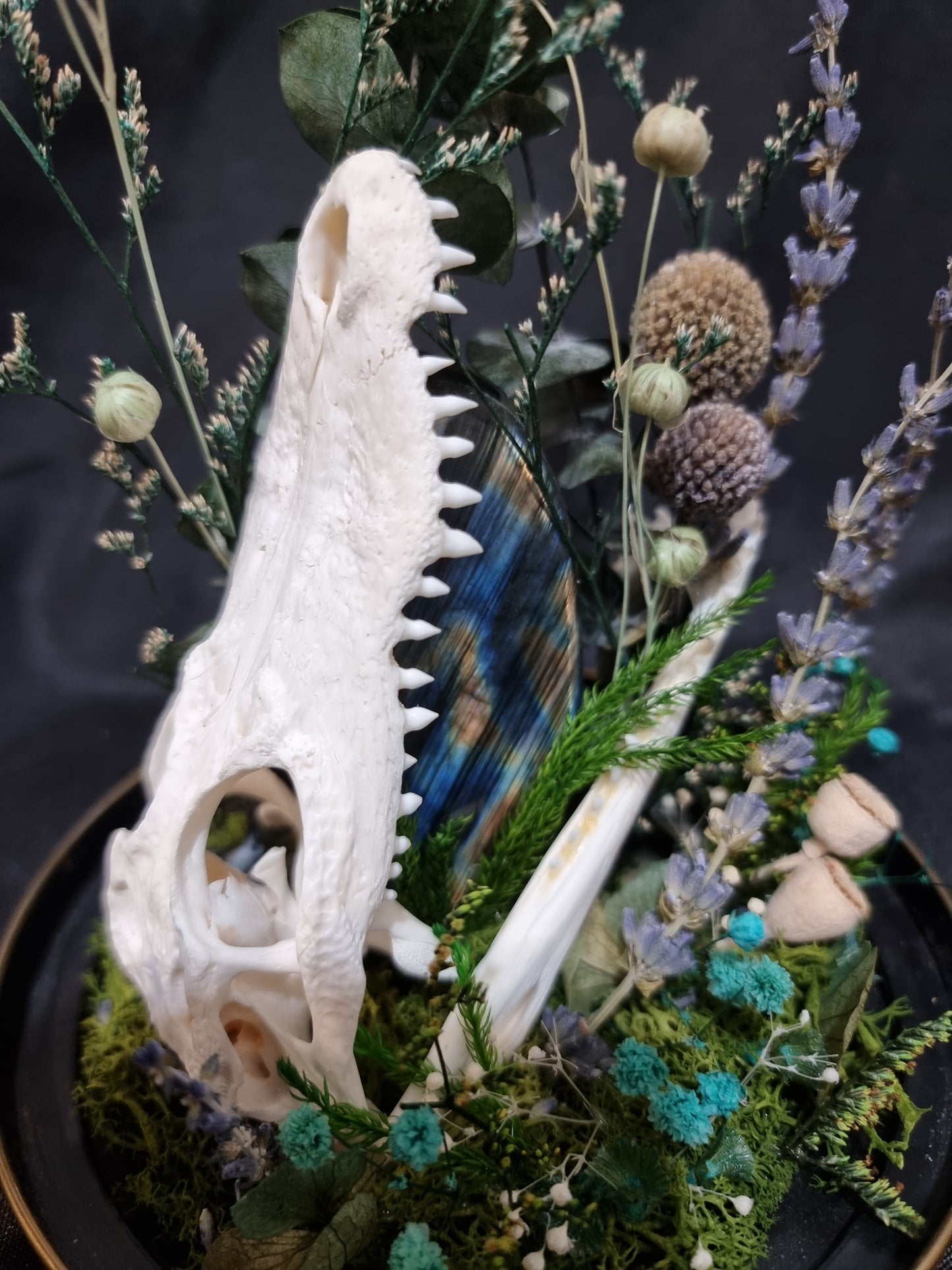 Croc Labradorite Terrarium