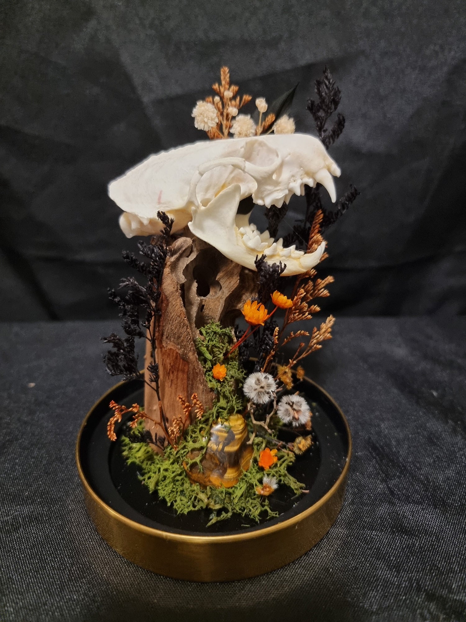 Cat Skull Terrariums