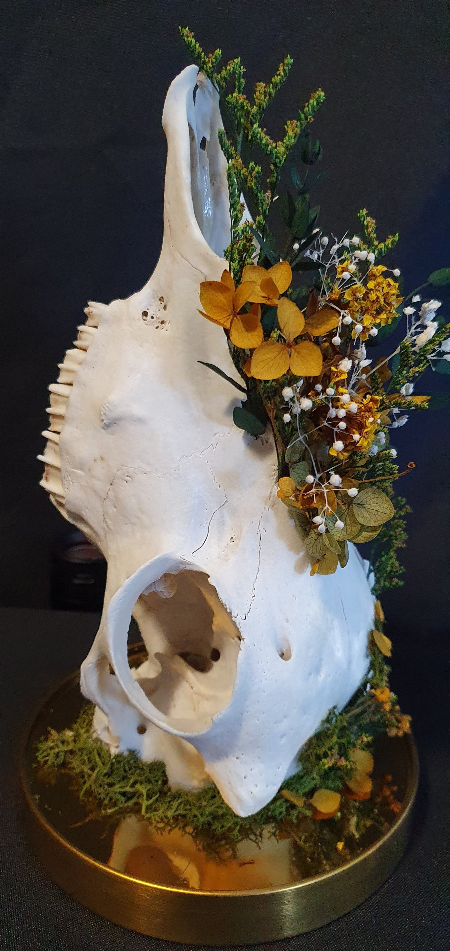 Sheep Skull Terrarium