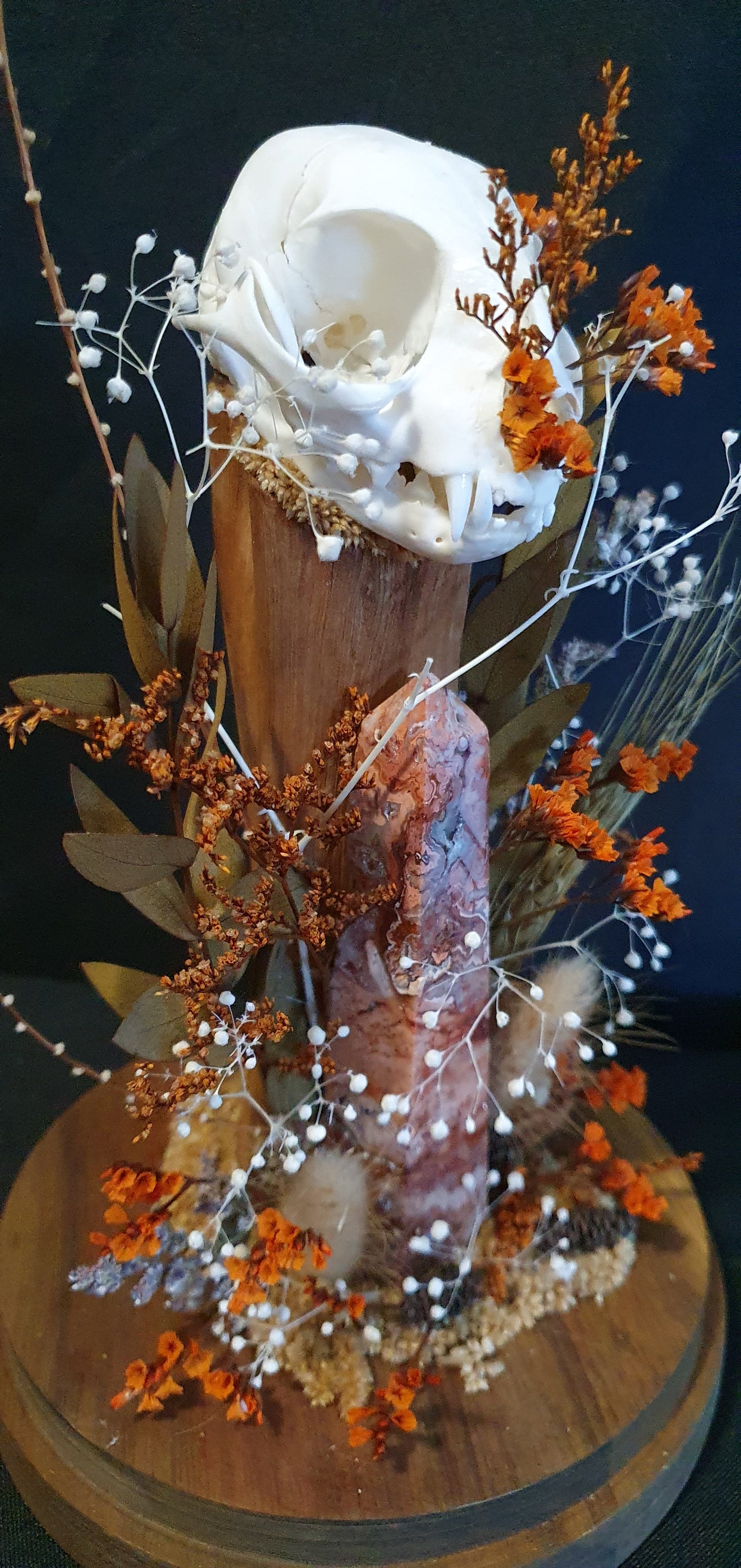 Cat Skull Terrariums