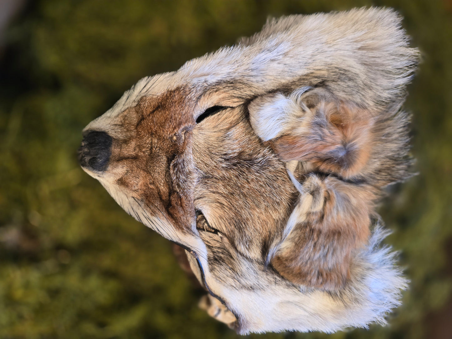 Coyote face fur