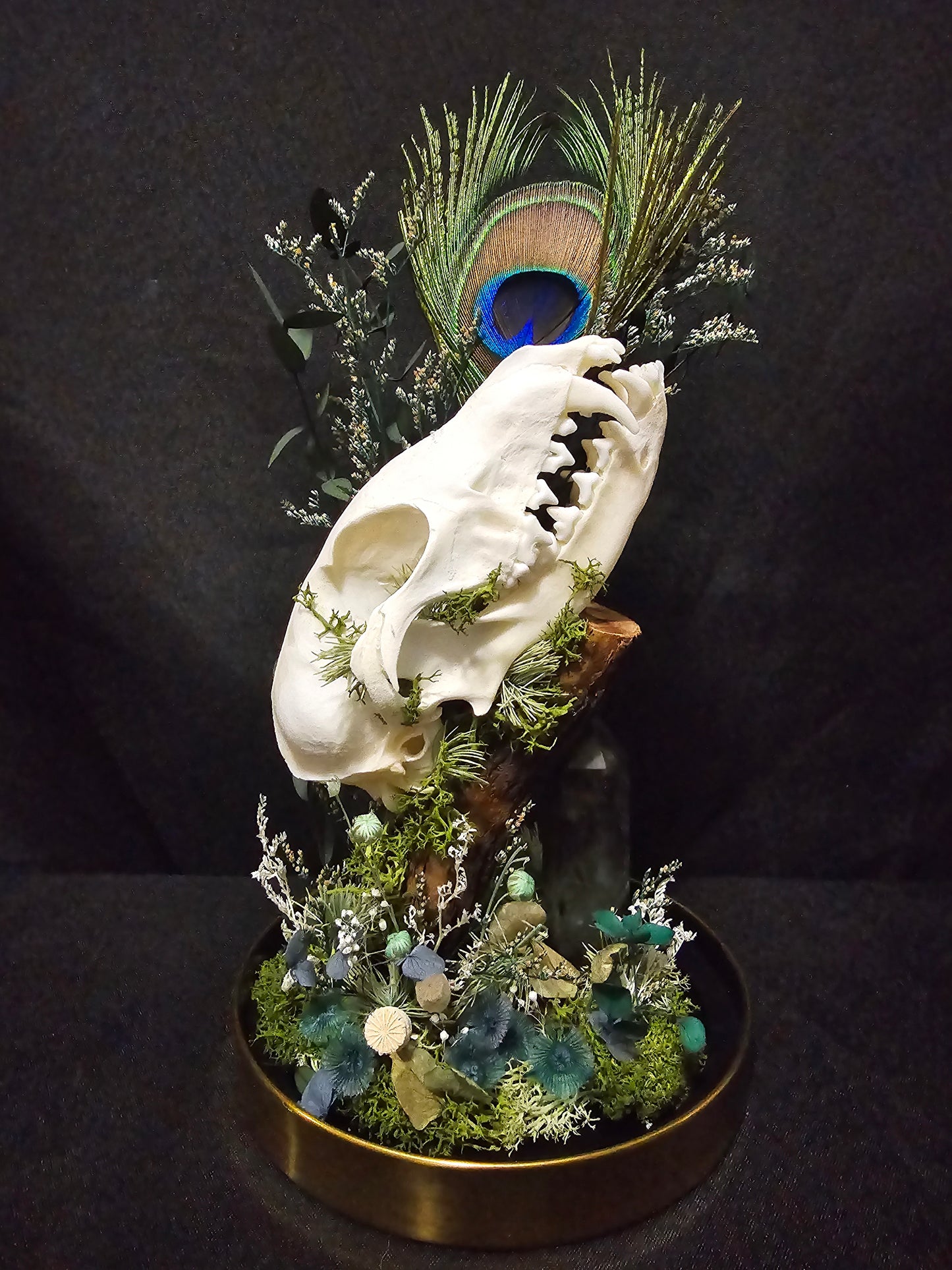 Fox Labradorite Peacock Terrarium