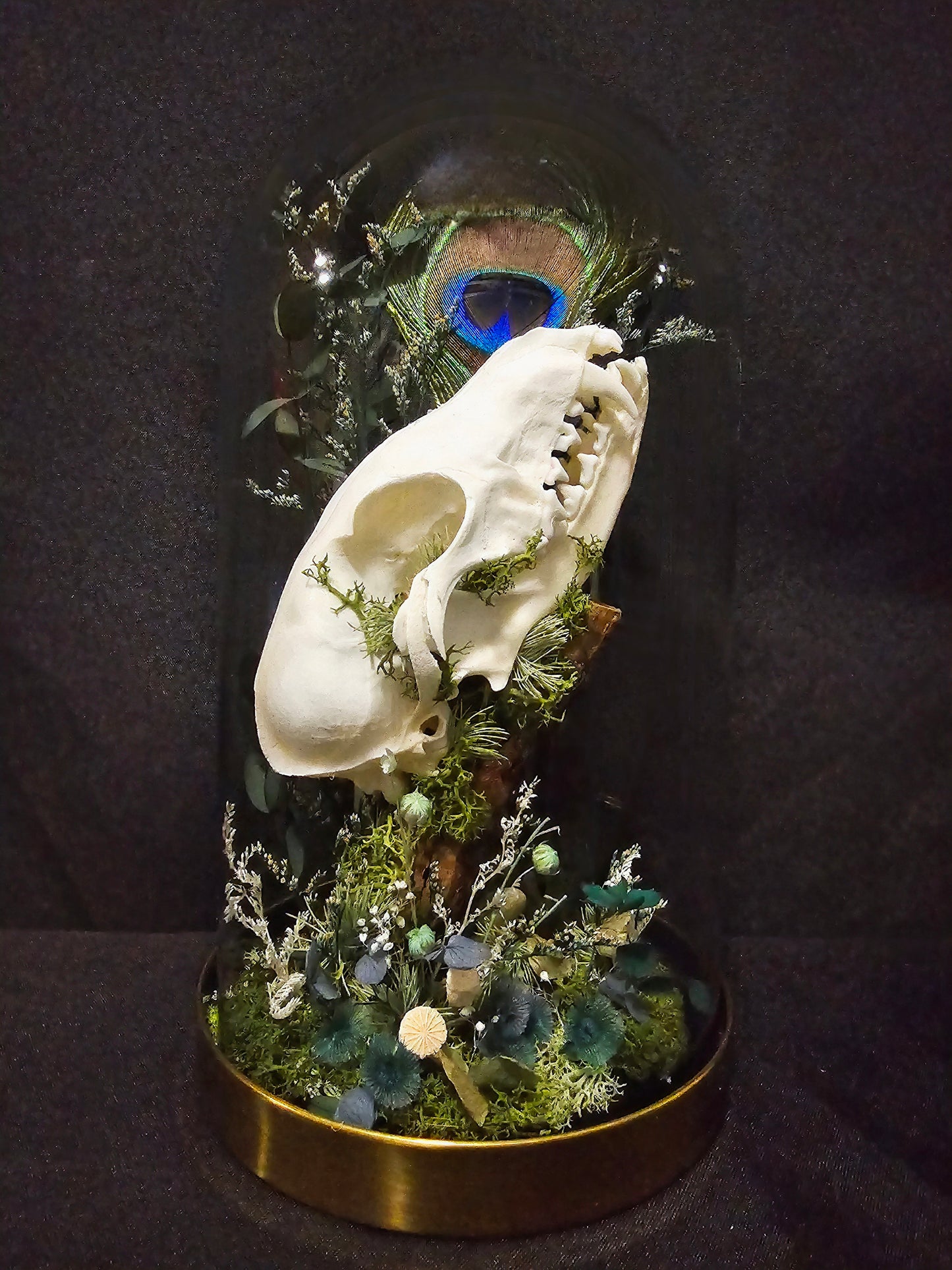 Fox Labradorite Peacock Terrarium