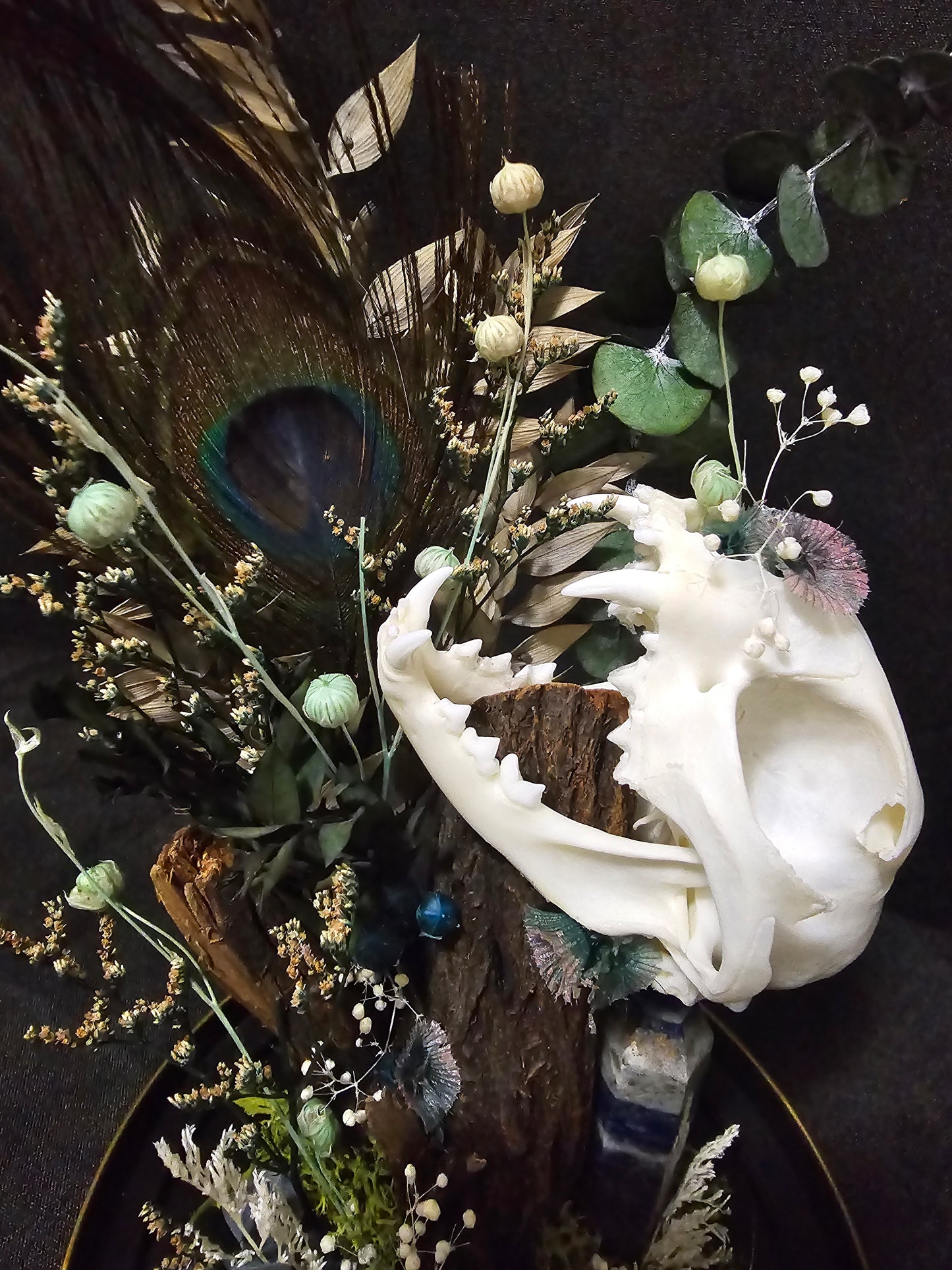 Cat Sodalite Terrarium