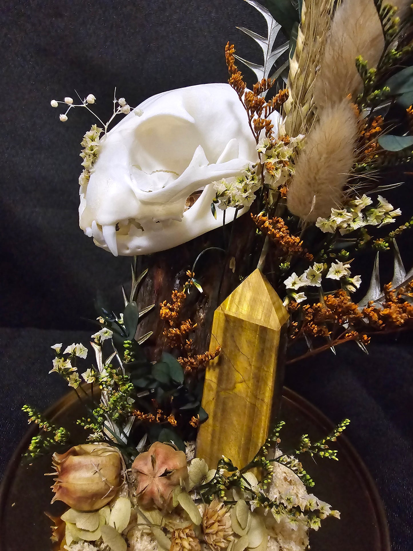 Cat Tigers eye Terrarium