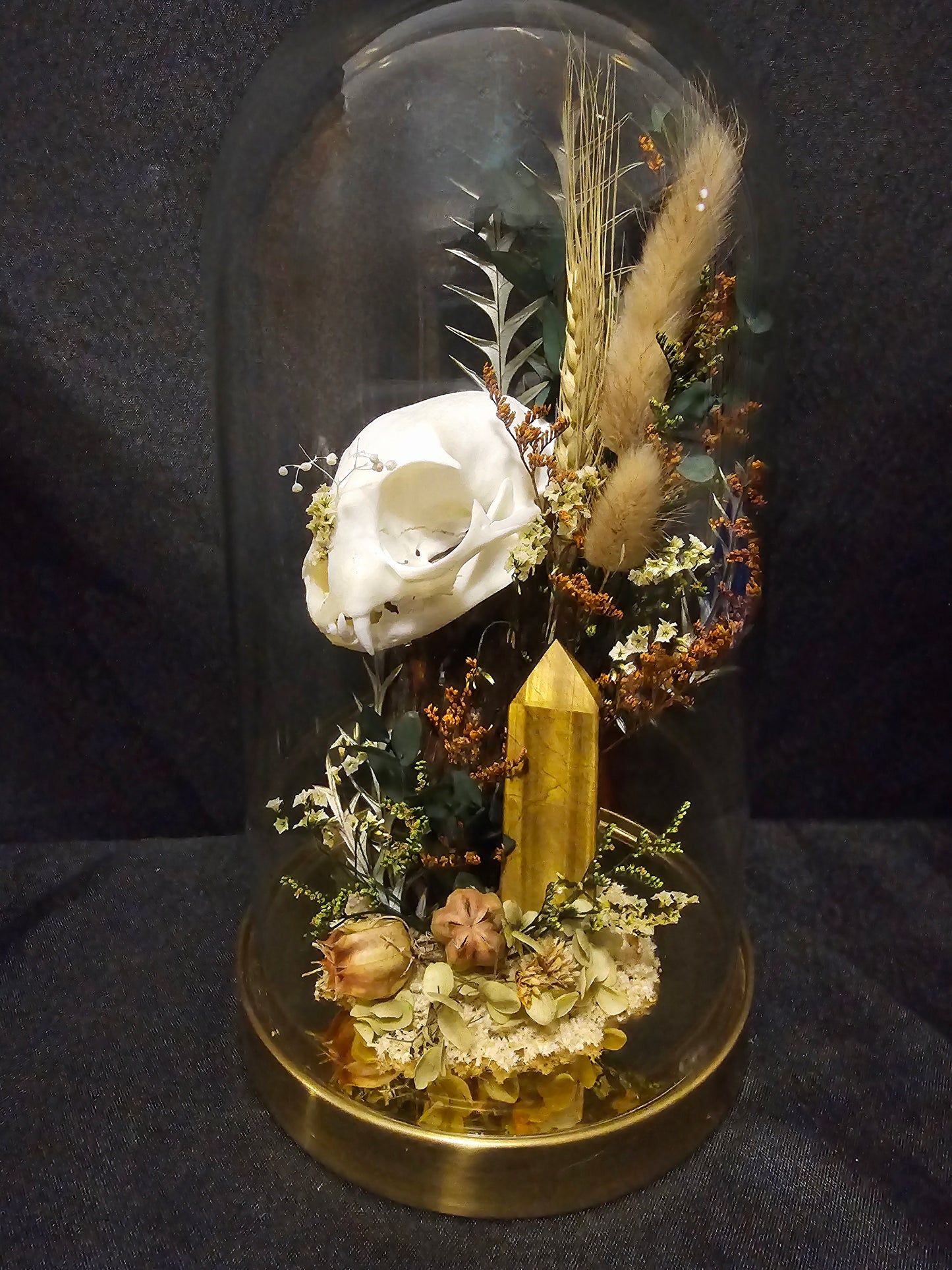 Cat Tigers eye Terrarium