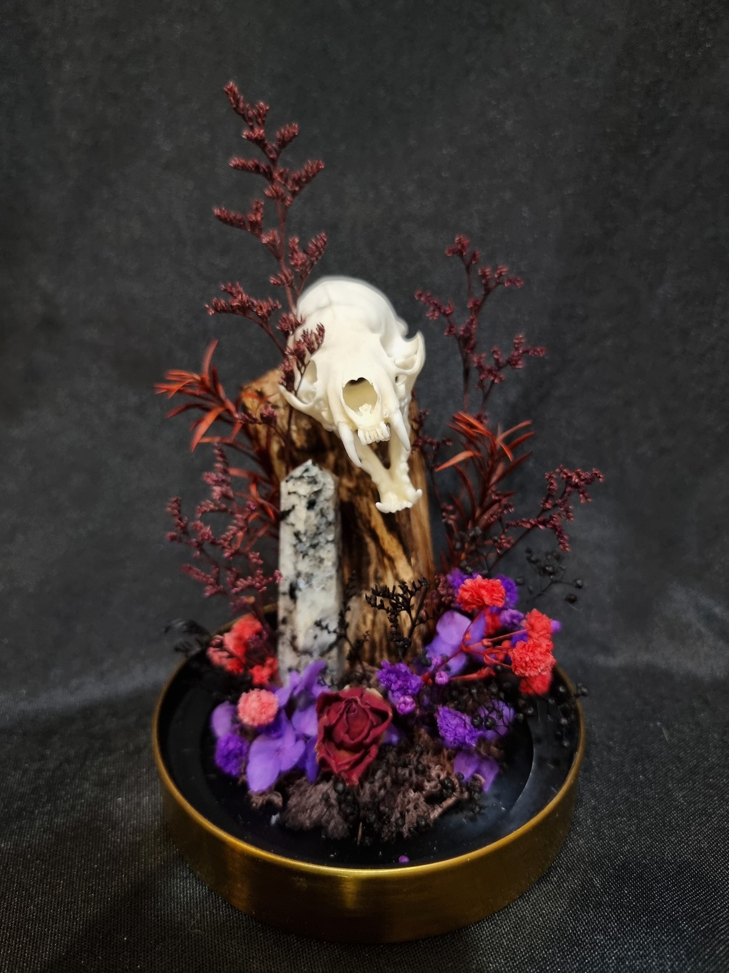 Mink Dalmatian Terrarium