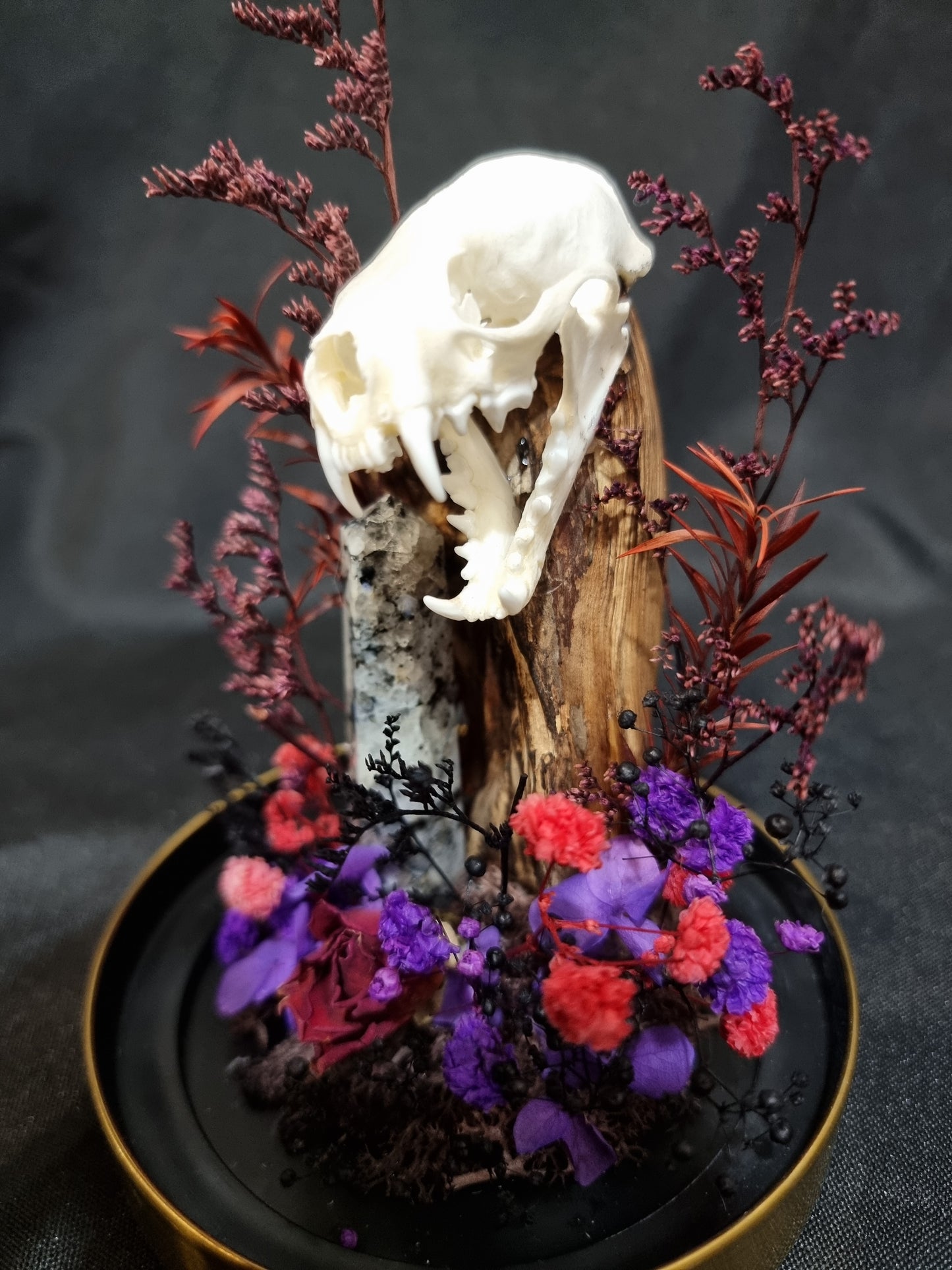 Mink Dalmatian Terrarium