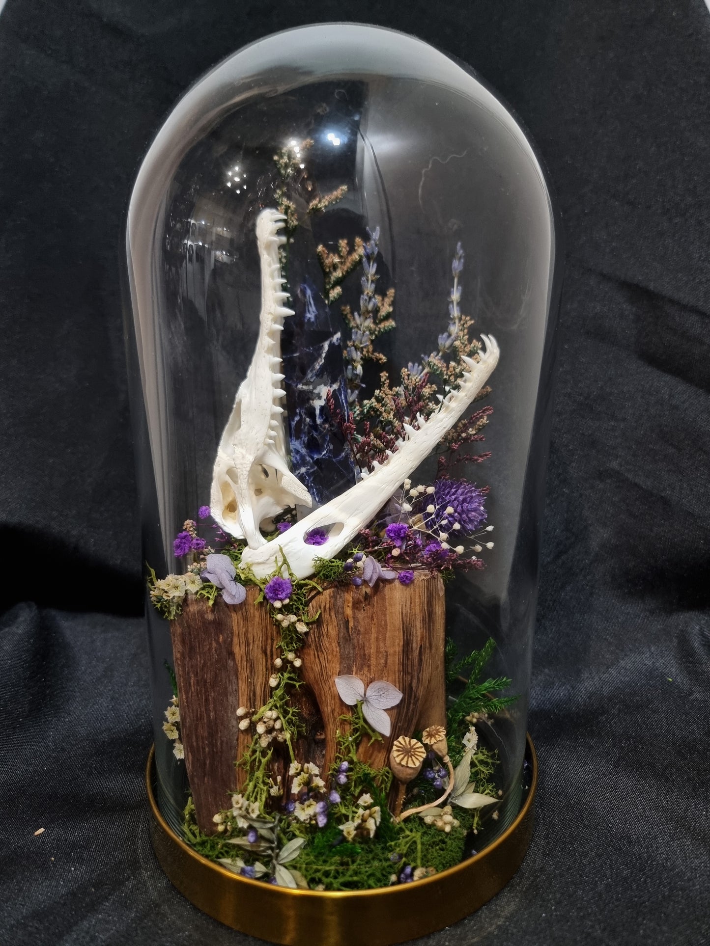 Croc Odalite Terrarium
