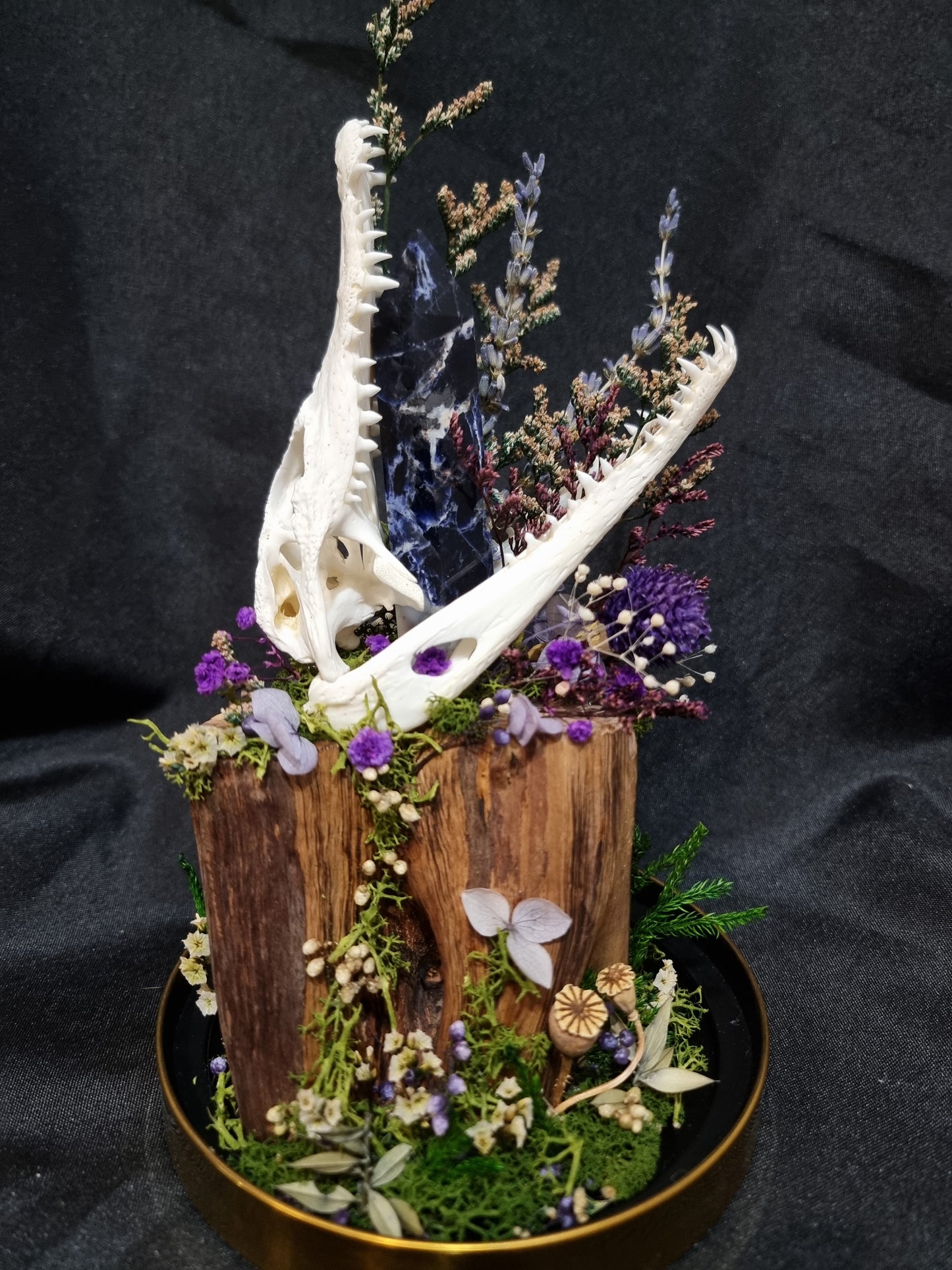 Croc Odalite Terrarium