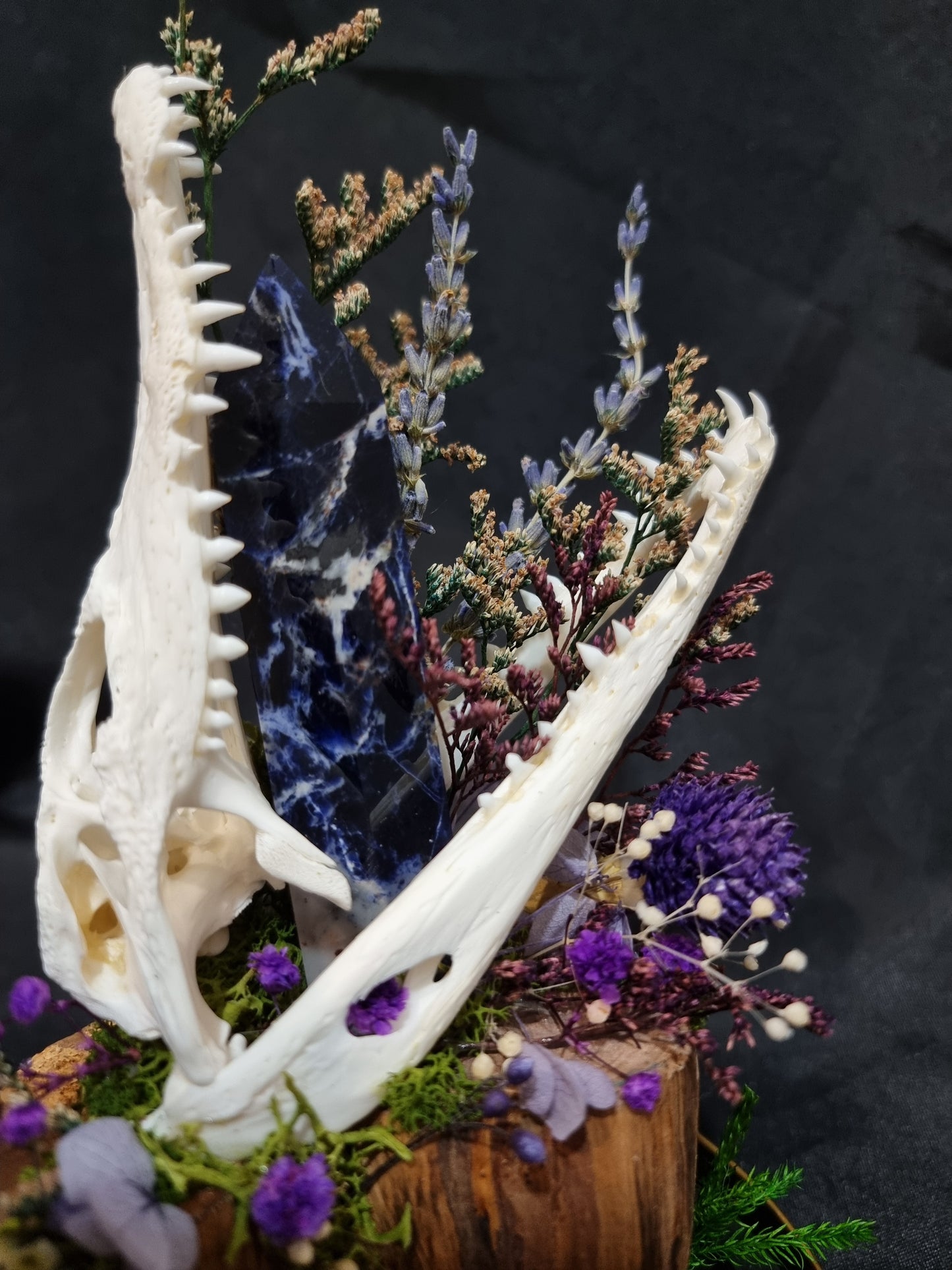 Croc Odalite Terrarium