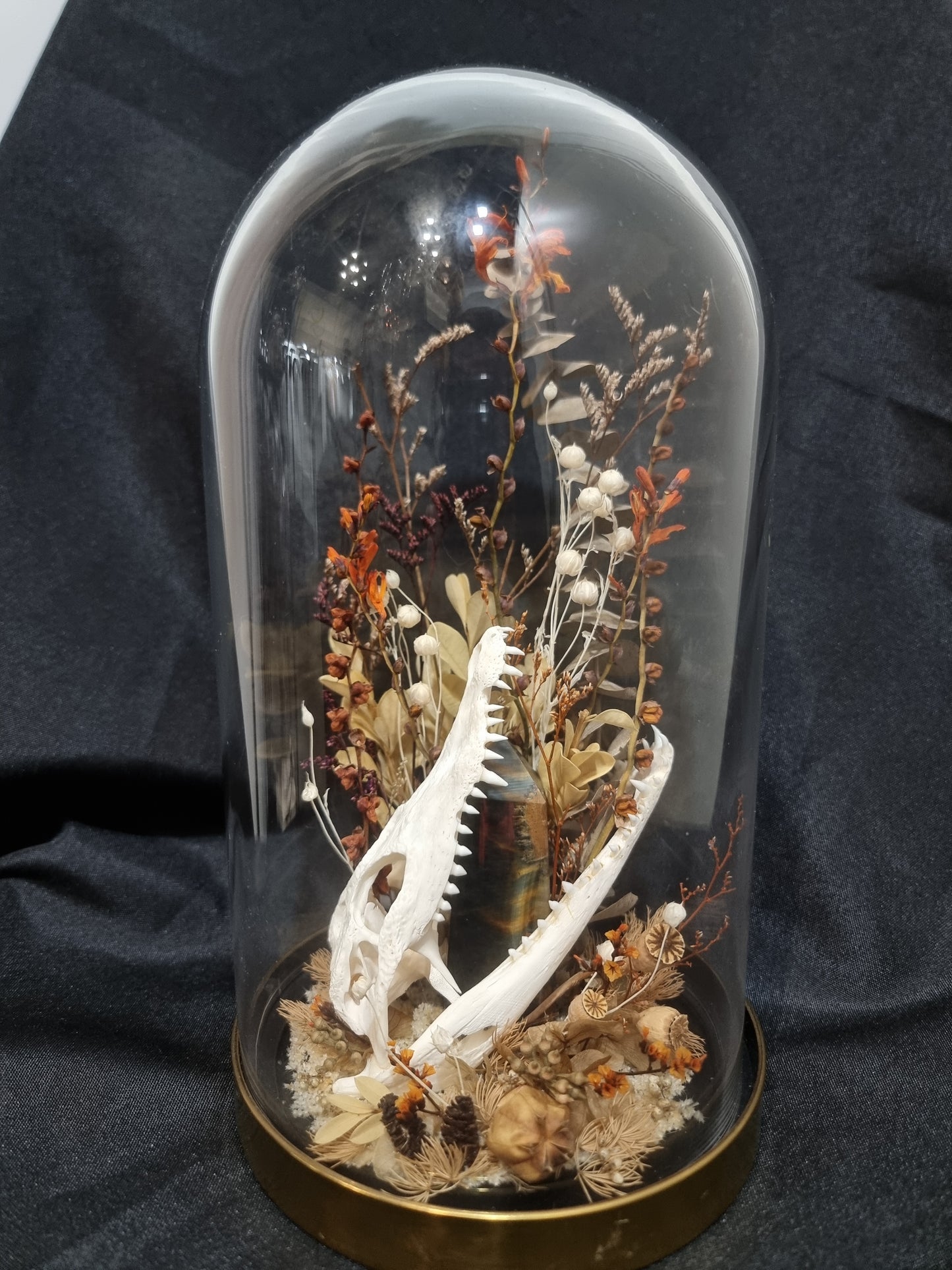 Croc Tigers Eye Terrarium