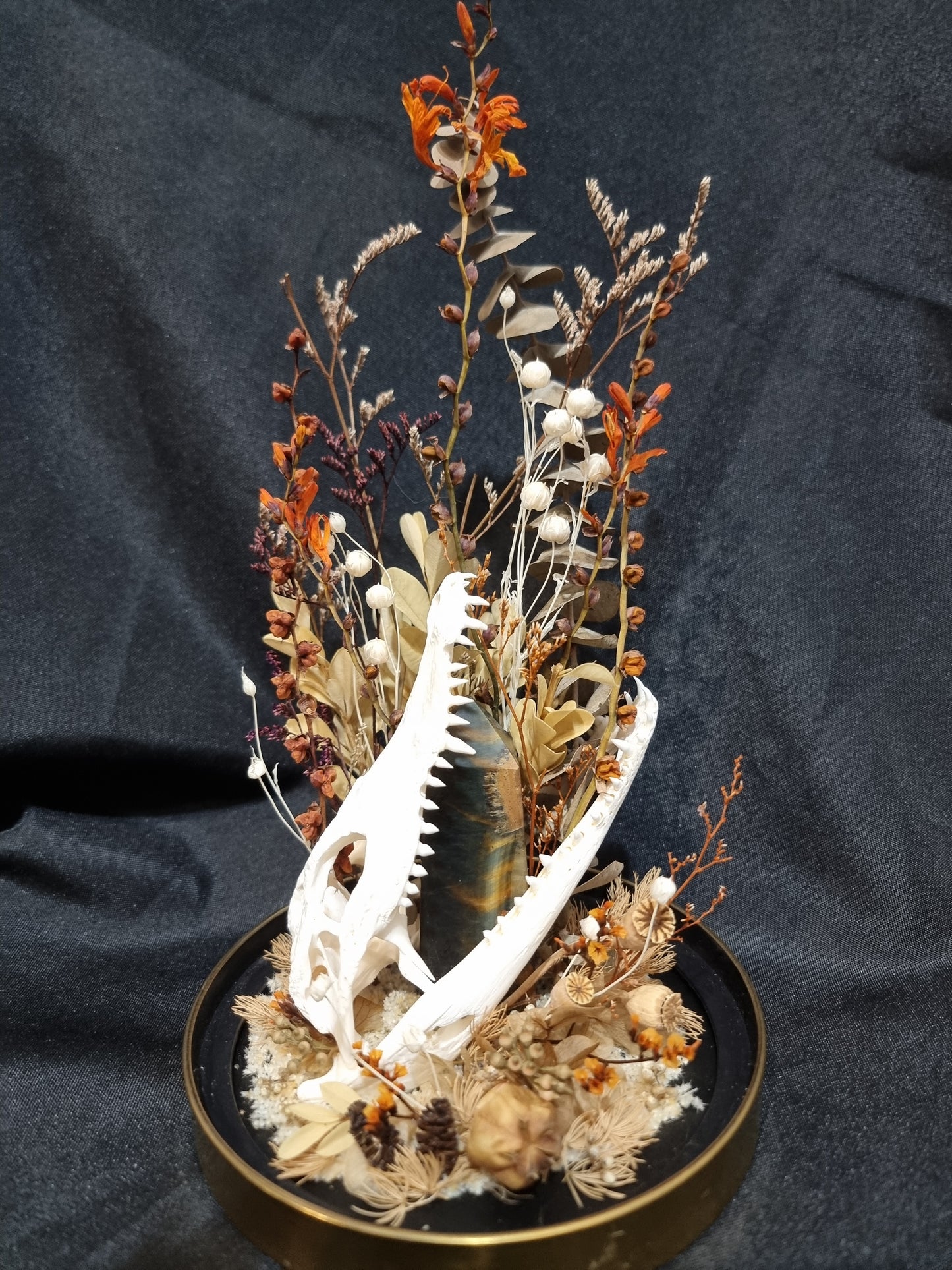 Croc Tigers Eye Terrarium