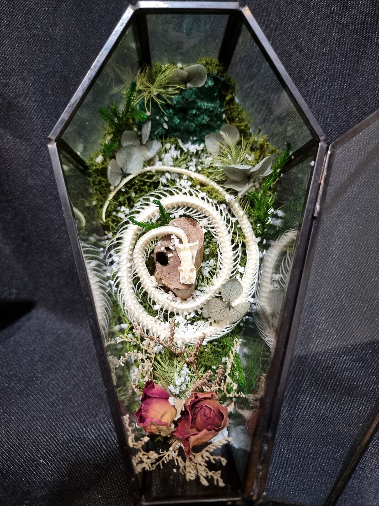 Snake Malachite Coffin Terrarium