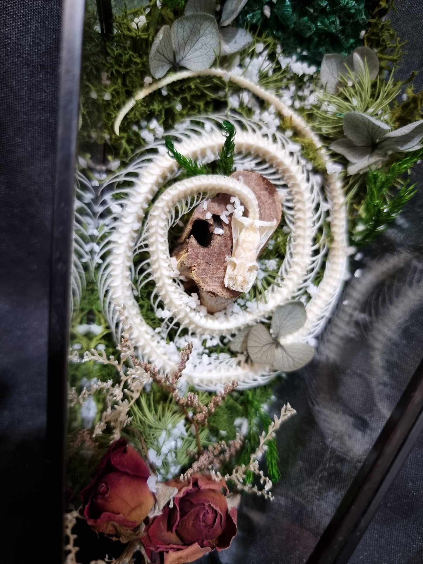 Snake Malachite Coffin Terrarium
